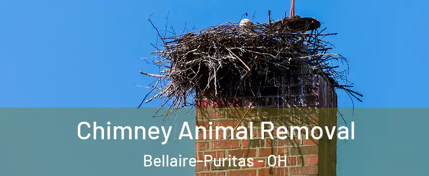 Chimney Animal Removal Bellaire-Puritas - OH