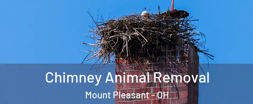 Chimney Animal Removal Mount Pleasant - OH