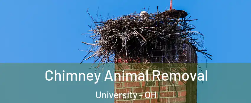 Chimney Animal Removal University - OH